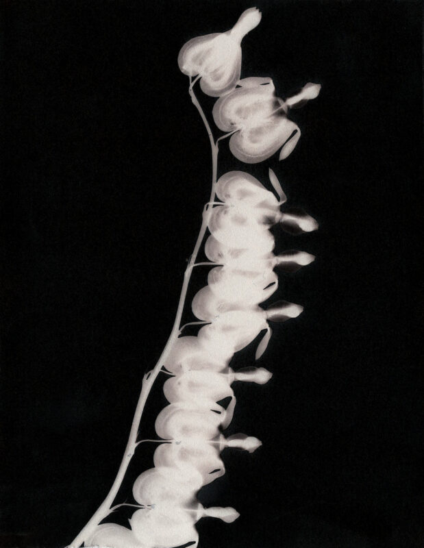 CAMERA-LESS SILVER-IRON CONTACT PRINT, 5"X7"
