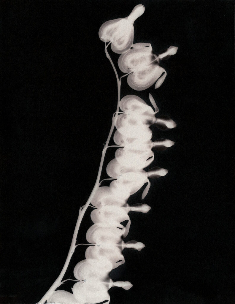 phytogram