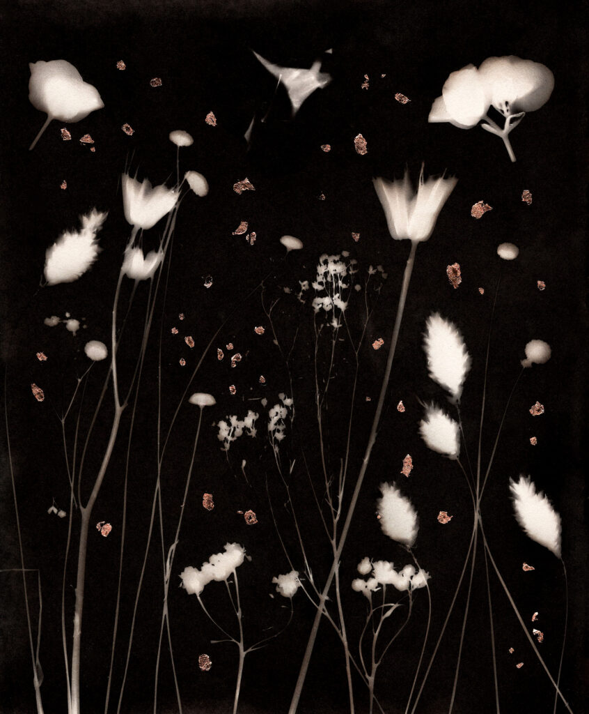Phytogram