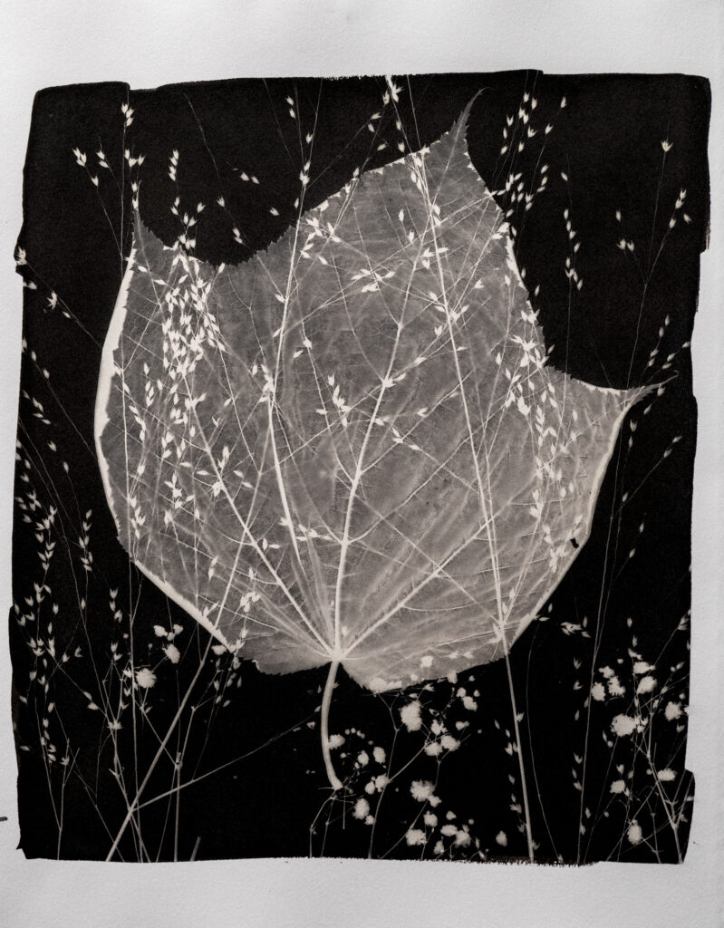 Phytogram