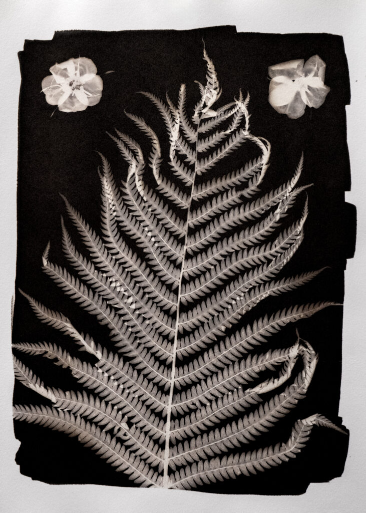 Phytogram