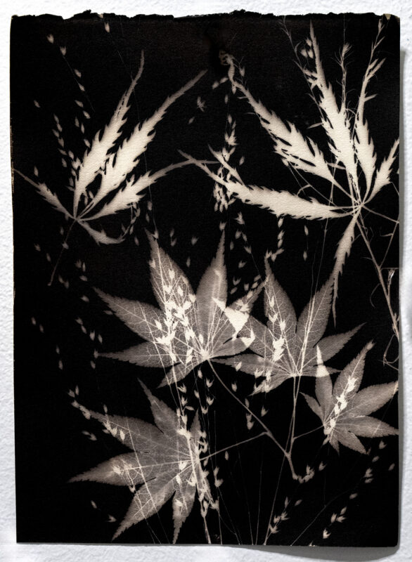 CAMERA-LESS SILVER-IRON CONTACT PRINT, 6"X8"