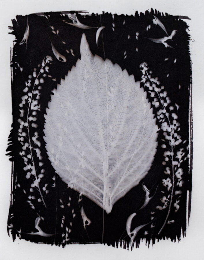 CAMERA-LESS SILVER-IRON CONTACT PRINT TONED WITH GOLD, 8"X10"